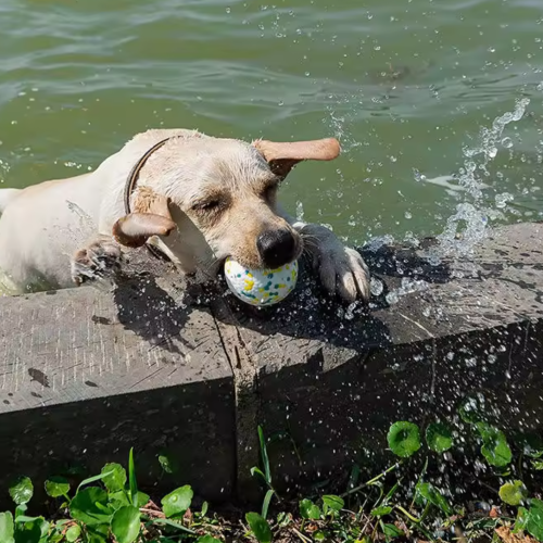 Pet Dog Toy Super Bite Resistant Ball